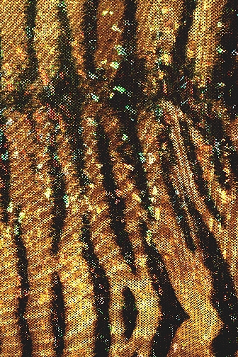 Siberian Tiger Hologram Lycra - Gold/Black