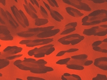 Wild Lycra - Flame Red/Black